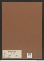 Hemiaulus levissimus Grun. (de-Toni-Nr.: Genus 117, Species 3352) Zeichnungen Sammlung Grunow Mappe 03562 (Herbarium_W_Grunow_drawings_Folder_03562)